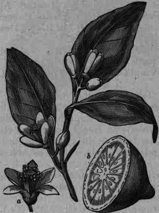 Fig. 226. Citrus medica, var. Limonum: a, flower; b, fruit.