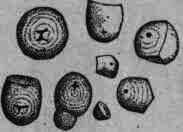 Fig. 241.   Tapioca starch.