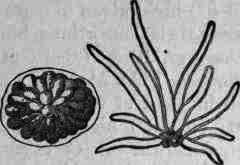 Fig. 244. Kamala: magnified 190 diam.