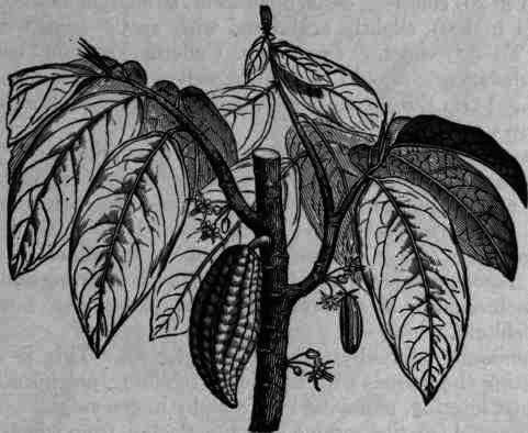 Fig. 261.   Theobroma Cacao.