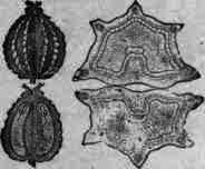 Fig. 282.   Conium: fruit and longitudinal section magnified 3 diam.; transverse section magnified 8 diam.