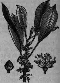 Fig. 302. Palaquium Gutta.