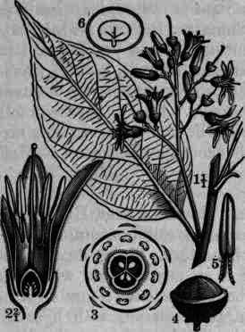 Fig. 303. Styrax Benzoin: 1, flowering twig; 2, vertical section of flower; 3, diagram of the flower; 4., fruit, with upper portion laid bare, showing channeled surface; 5, anther; 6, seed, longitudinal section.