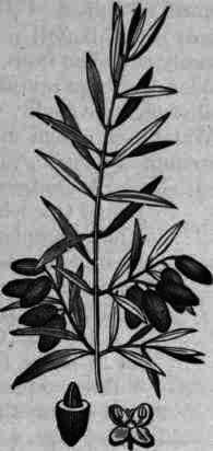 Fig. 304. Olea europoea.