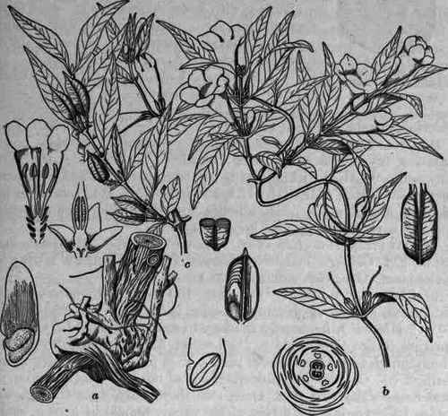 Fig 307.   Gelsemium sempervirens: a, rhizome; b, flowering branch; c, fruiting branch (1/4 natural size); also flower, ovary, fruit, seed, floral diagram, enlarged.