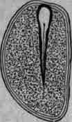 Fig . 312.   Ignatia: vertical section.