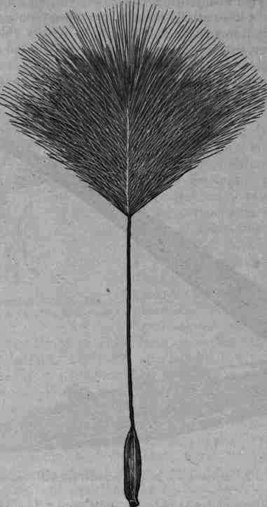 Fig. 318. Strophanthus seed with comose awn.
