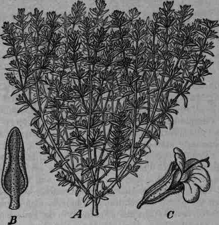 Fig. 327.   Thymus vulgaris: A, plant in bloom: B, leaf seen from under surface, magnified 4 diam.; C, flower seen from the side, magnified 5 diam.