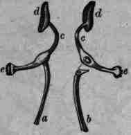 Fig. 330.   Salvia officinalis, flower: a, b, filaments; c, connective; d, fertile anthers; e, sterile anthers.