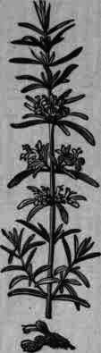 Fig. 343. Rosmarinus officinalis: branch and flowers.