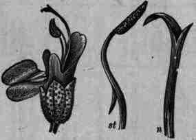 Fig. 344. Rosmarinus officinalis: st, stamen with anther; n, style with stigma.