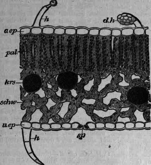 Fig. 353. Belladonna leaf cross section: o.ep, upper epidermis with a glandular hair having long stem with little head (h), and a very short stemmed glandular hair with large many celled head (d.h); pal, palisade tissue; krs, sand crystal cell; schw, spongy parenchyma; u.ep, lower epidermis with stomata (sp), and a single multicellular hair (h), magnified 175 diam.