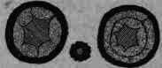 Fig. 368. Veronica virginica: transverse sections of rhizome and root.