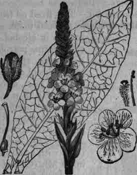 Fig. 369. Verbascum Thapsus.