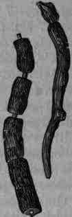 Fig. 375.   Striated ipecacuanha.