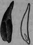 Fig. 39. Sabadilla: a, fruit, natural size; b, seed and longitudinal section, magnified.