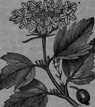 Fig. 396. Viburnum Opulus.