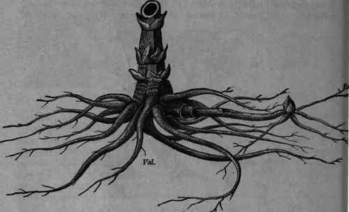 Fig. 399. Valeriana officinalis: rhizome, roots, and rootlets.