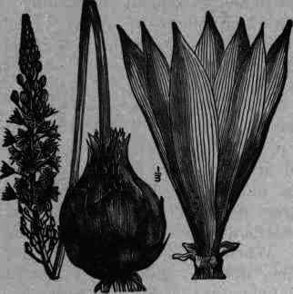 Fig. 40. Urginea maritima.