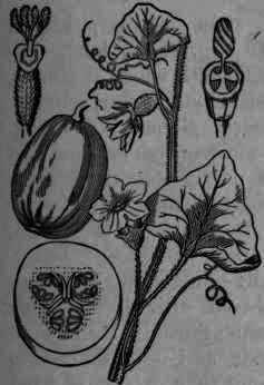 Fig. 401. Cucurbita Pepo.