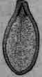 Fig. 402. Pumpkin seed; entire and longitudinally divided, showing embryo.
