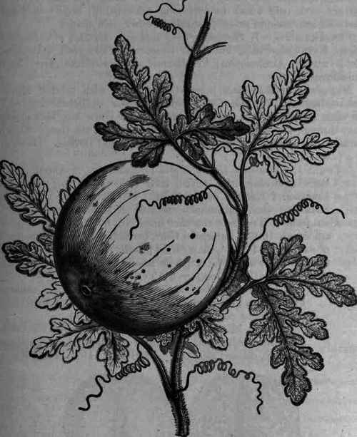 Fig. 403. Citrullus Colocynthis.