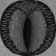 Fig. 404. Peeled colocynth: transverse and longitudinal sections.