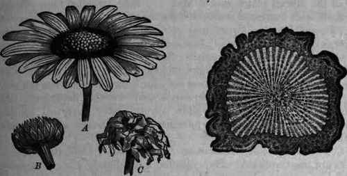 Fig. 423.   Anacyclus Pyrethrum: A, Fig. 424.   Pyrethrum: transverse section, expanded flower; B, involucre seen from magnified 3 diam.