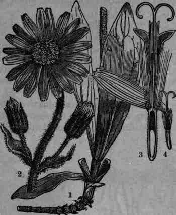 Fig. 428. Arnica montana: 1, rhizome and stem; 2, flowering stem; 3, vertical section of disk flower; 4. ray floret.