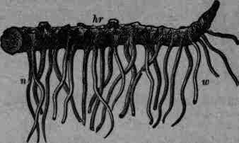 Fig. 429. Arnica montana: hr, rhizome; n w, roots.