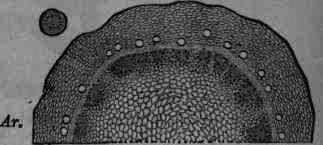 Fig. 430. Arnica: transverse section of rhizome, natural size, and magnified 12 diam.