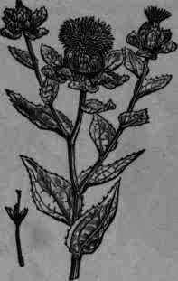 Fig. 433. Carthamus tinctorius.
