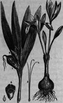 Fig. 45. Colchicum aulumnale: 1, closed capsule; 2, open capsule; 3, styles; 4, cross section of capsule; 5, seed.