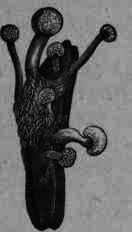 Fig. 5. Ergot, with fruit heads.