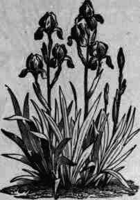 Fig. 56. Iris in bloom.