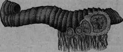 Fig. 57. Iris versicolor: joint of rhizome and section of branches.
