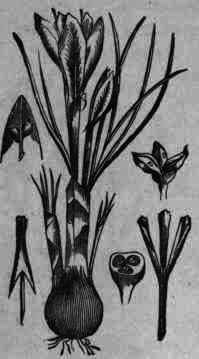 Fig. 58. Crocus sativus.