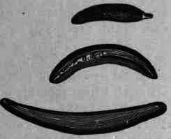Fig. 7. Ergota.
