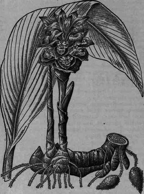 Fig. 70. Turmeric rhizome and stem.