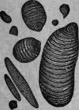 Fig. 71. Curcuma starch.