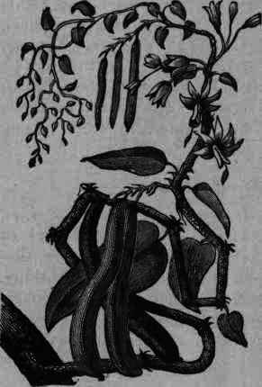 Fig. 73.   Vanilla planifolia.