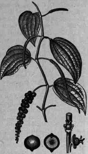 Fig. 79.   Piper nigrum.