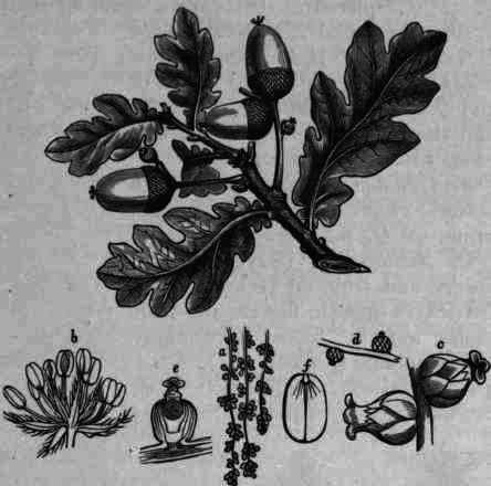 Fig. 85. Quercus alba: a, staminate catkins; 6, magnified staminate flower; c, pistillate flower with stigmas magnified; d, acorn in embryo; e, section of young acorn; /, cotyledon with radicle.
