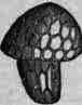 Fig. 90.   Lupulin (fresh).