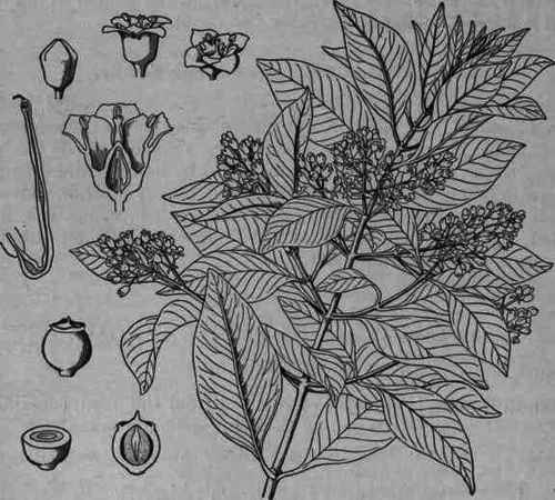 Fig. 94. Santalum album: flowering branch; also flower and fruit, enlarged.