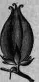 Veratrum Viride Veratrum Viride 168