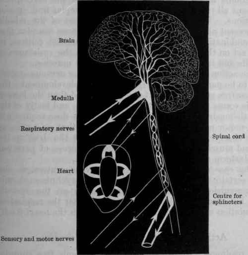 Action Of Drugs On Nerves General Action Of Drugs  86