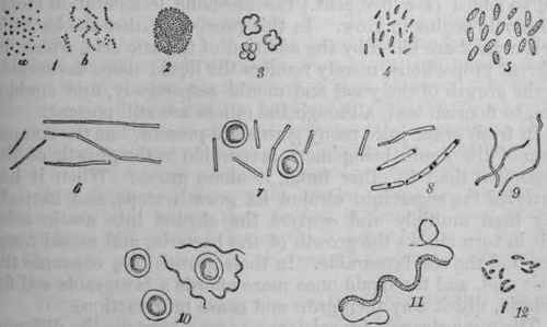 Bacteria Or Schizomycetes 44