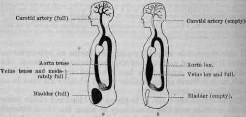 Fainting And Shock 121