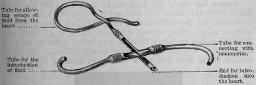 Fig. 100. Perfusion cannula, with the anterior part removed so as to show the septum.